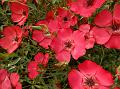 Scarlet Flax